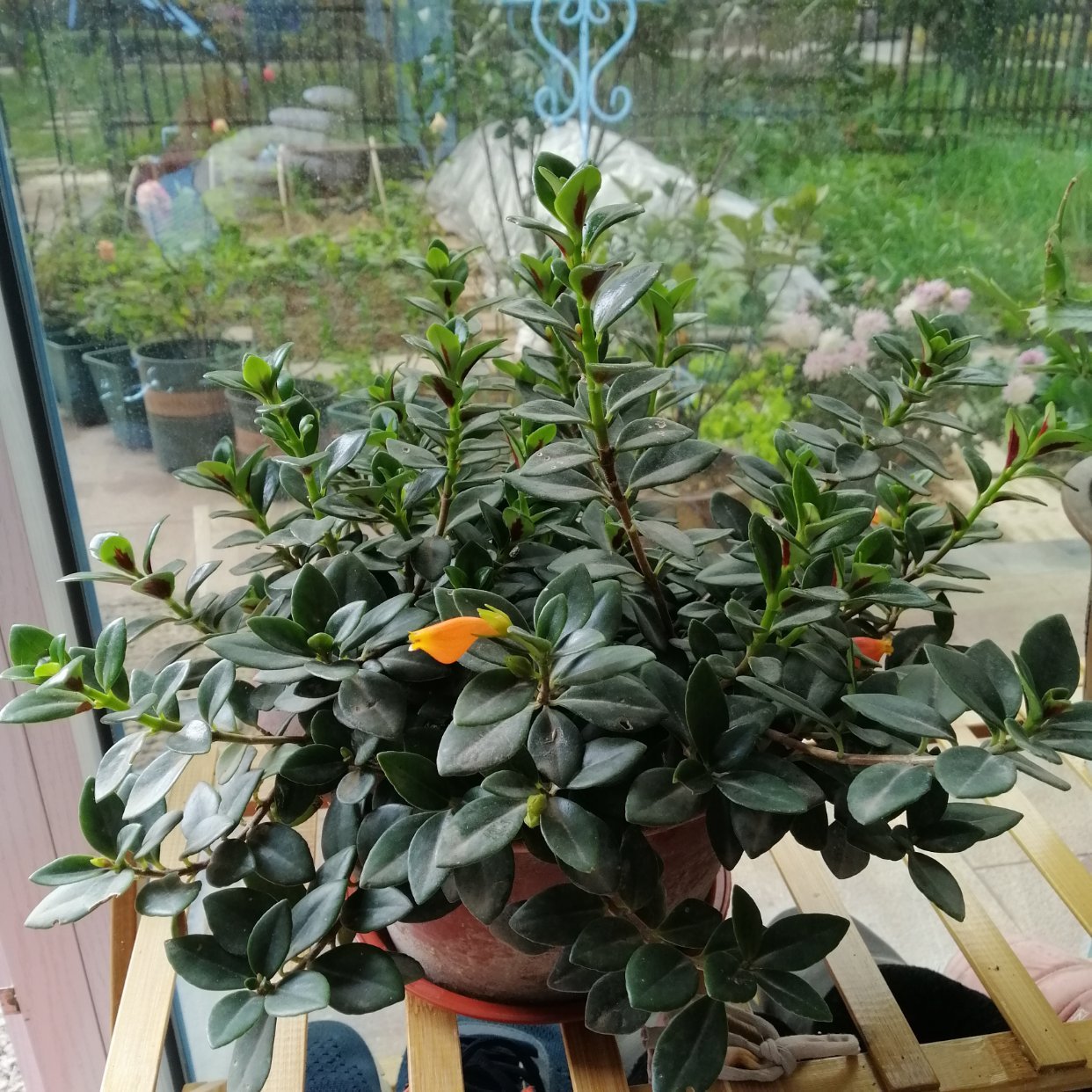 进入秋季该如何养护金鱼吊兰,盆栽金鱼吊兰的夏季养护