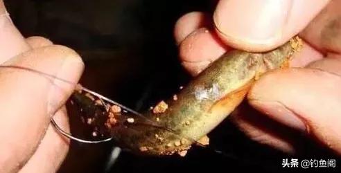 泥鳅钓鱼真的可以钓很多吗,泥鳅钓鱼真的好钓吗