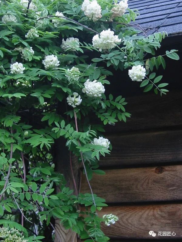 紫藤花开不负春光不负卿什么意思,紫藤花开岁月静好