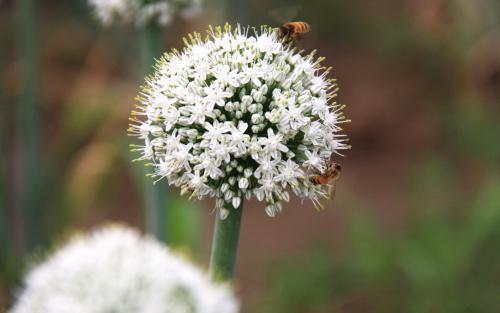 大花葱生出特别小的球能开花吗,大葱开的花就是种子吗