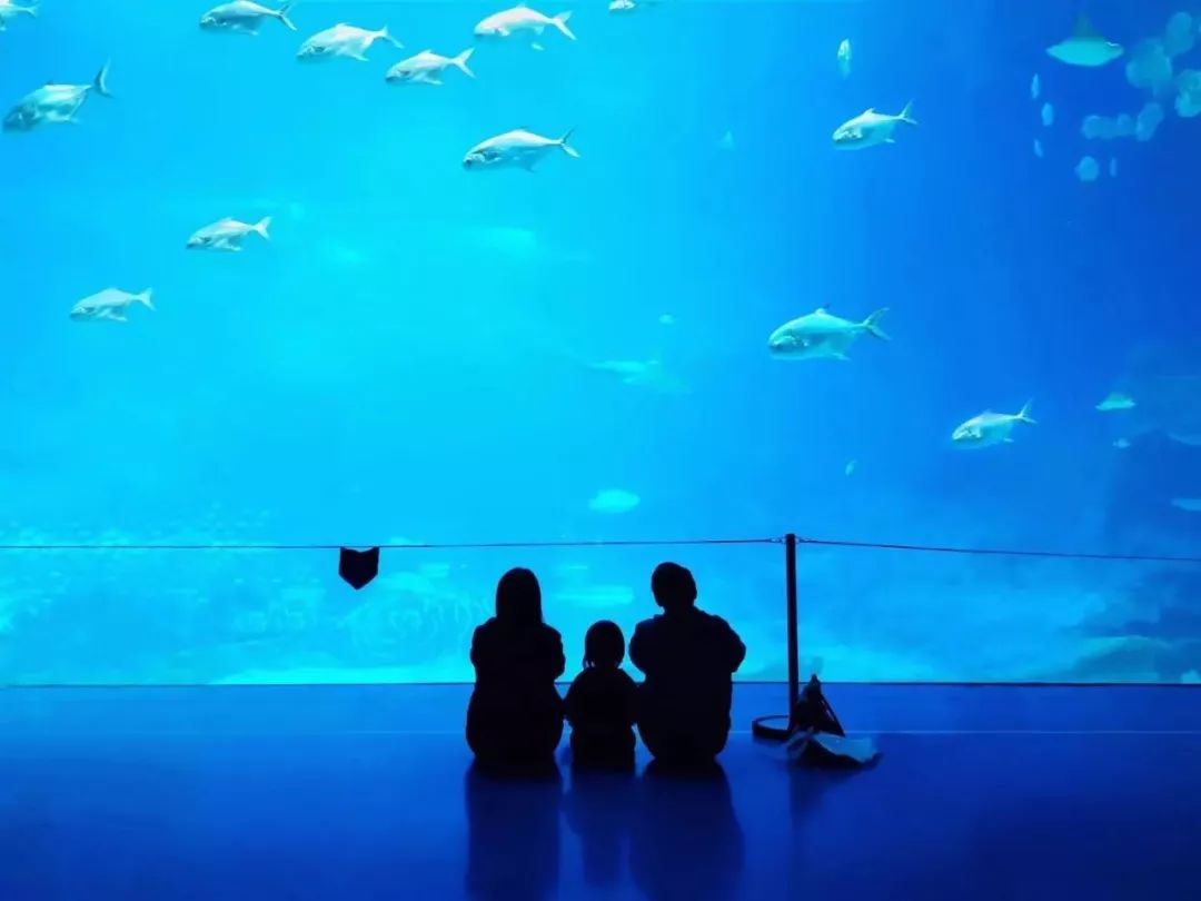 点赞他们的高光时刻,大家用手机拍出过什么好看的照片