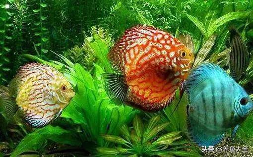 龙鱼混养打架怎么办,龙鱼混养要怎么样才不打架