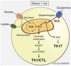 car-t细胞免疫疗法最新价格,中国首个car-t细胞疗法获批