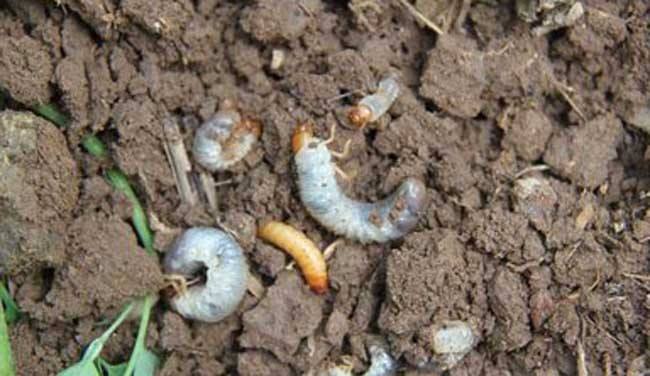 虫害快速灭除,如何无公害消灭地下害虫