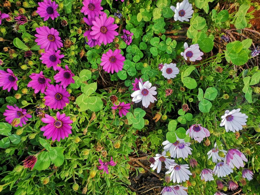 三月弥勒什么地方可以赏花,弥勒3月赏花攻略