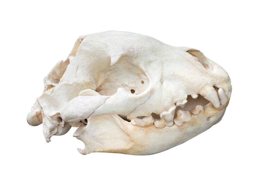 萌萌的大熊猫能打过凶猛的老虎,大熊猫为什么比老虎还凶猛