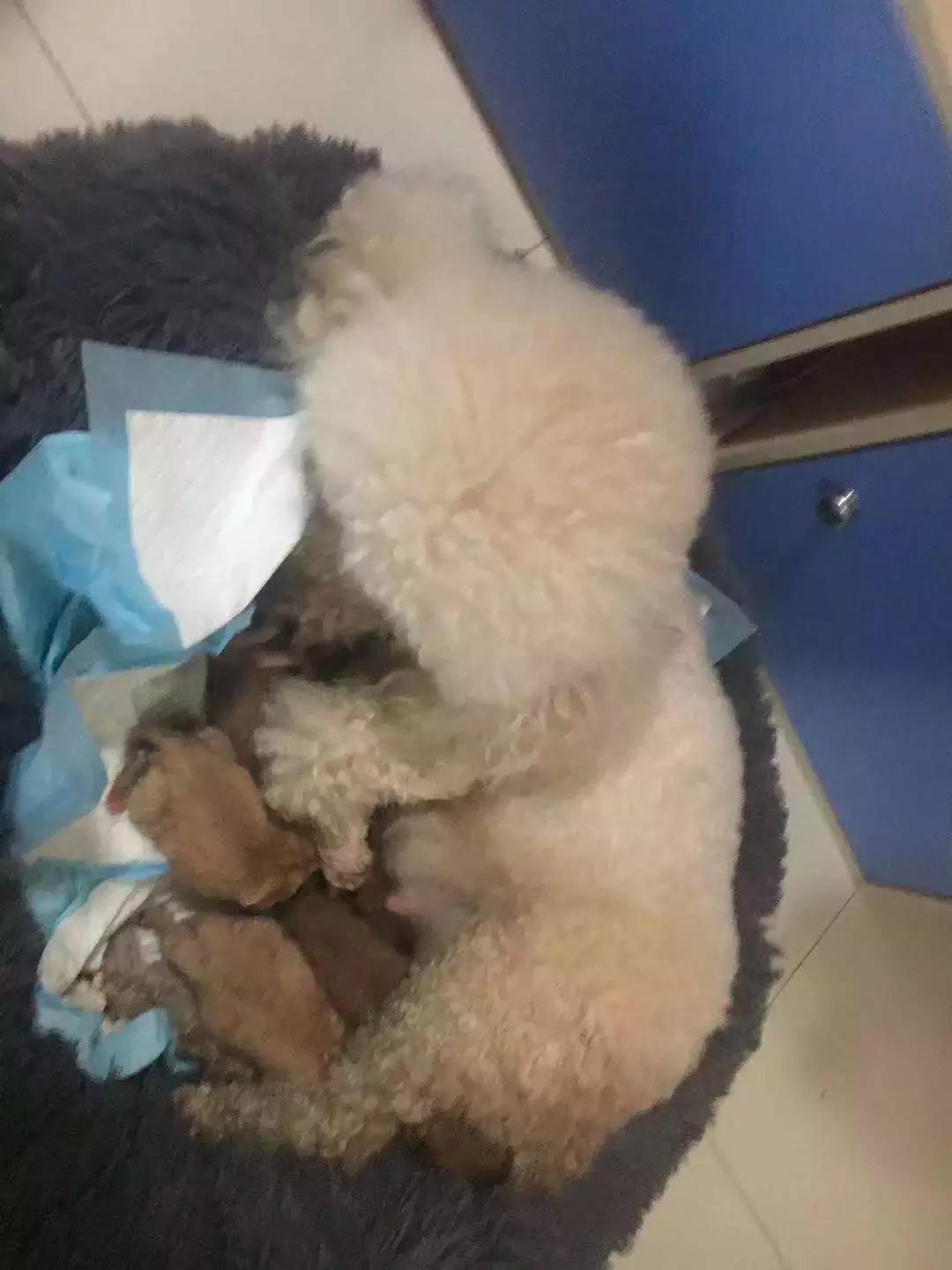 福懋动物医院香港路分院,福懋动物诊所猫咪疫苗