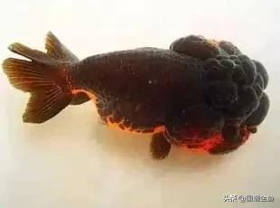 鱼缸多少鱼可以旺财运,养鱼是否旺财运和运气