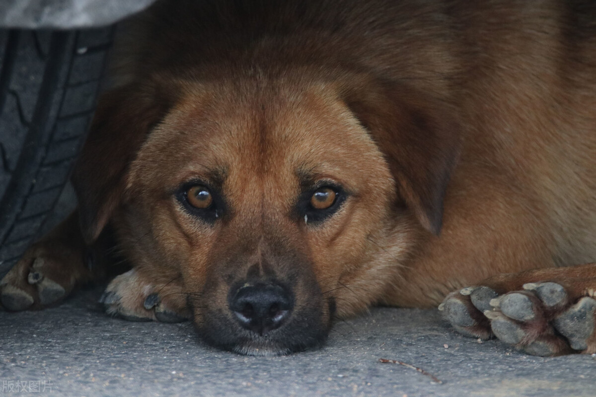 世界狂犬病日中国狂犬病发病情况,世界狂犬病间接传播