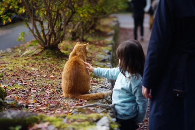 京都赏枫2022,京都赏枫必去景点有哪些好玩的