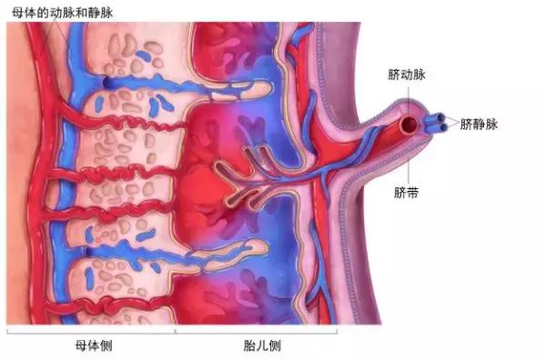 为什么只有人类女性会有大姨妈,为什么女人会来大姨妈