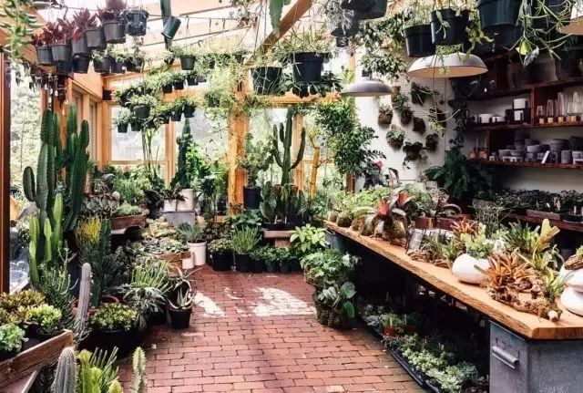 开一家植物美学小店,开一家属于自己的花店