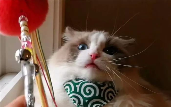 猫咪每天晚上不睡觉的原因,猫咪晚上突然不正常