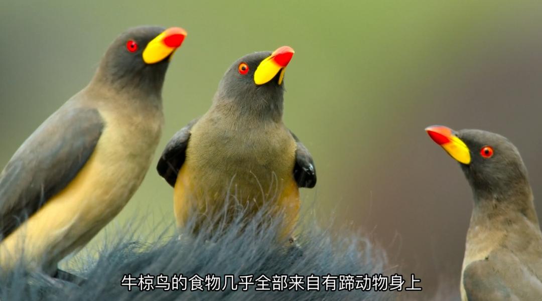 豆瓣9.6！娃刷到停不下来，还能看出人生大道理