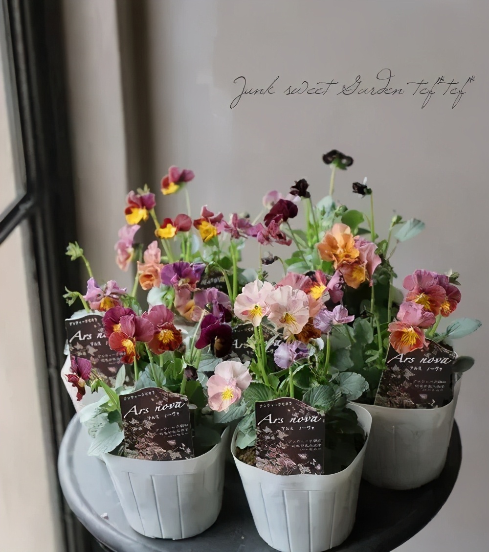 角堇和皱边角堇哪个花大,皱边角堇和穗边角堇的区别