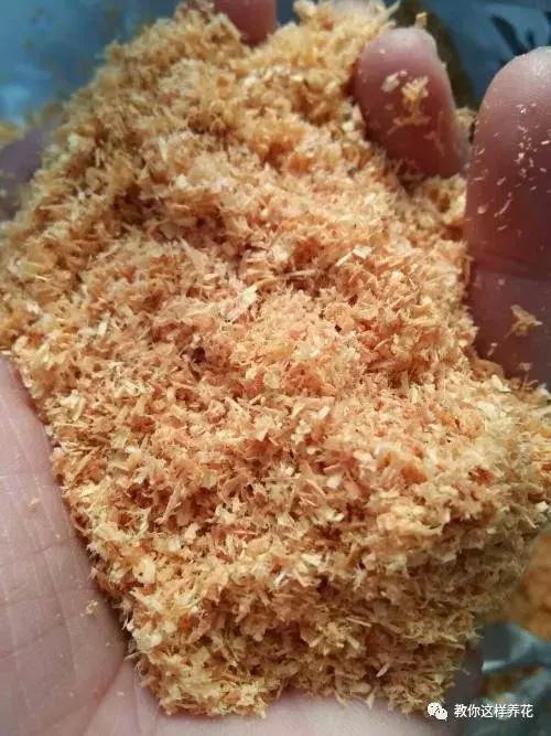 枕头芯掏1把扔盆里，透气不烂根，绿萝吊兰越长越疯，越长越旺