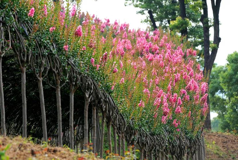 蚌埠城南新建不夜城,引爆旅游市场