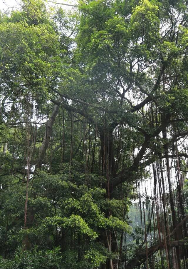 广州长隆四天三晚旅游推荐,4天去广州长隆和珠海看海怎么玩