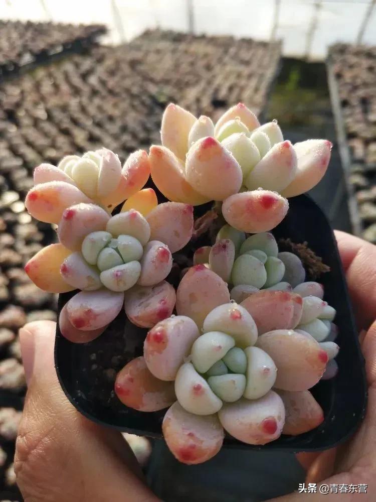 高沟村多肉种植基地直播,中庄多肉种植基地直播