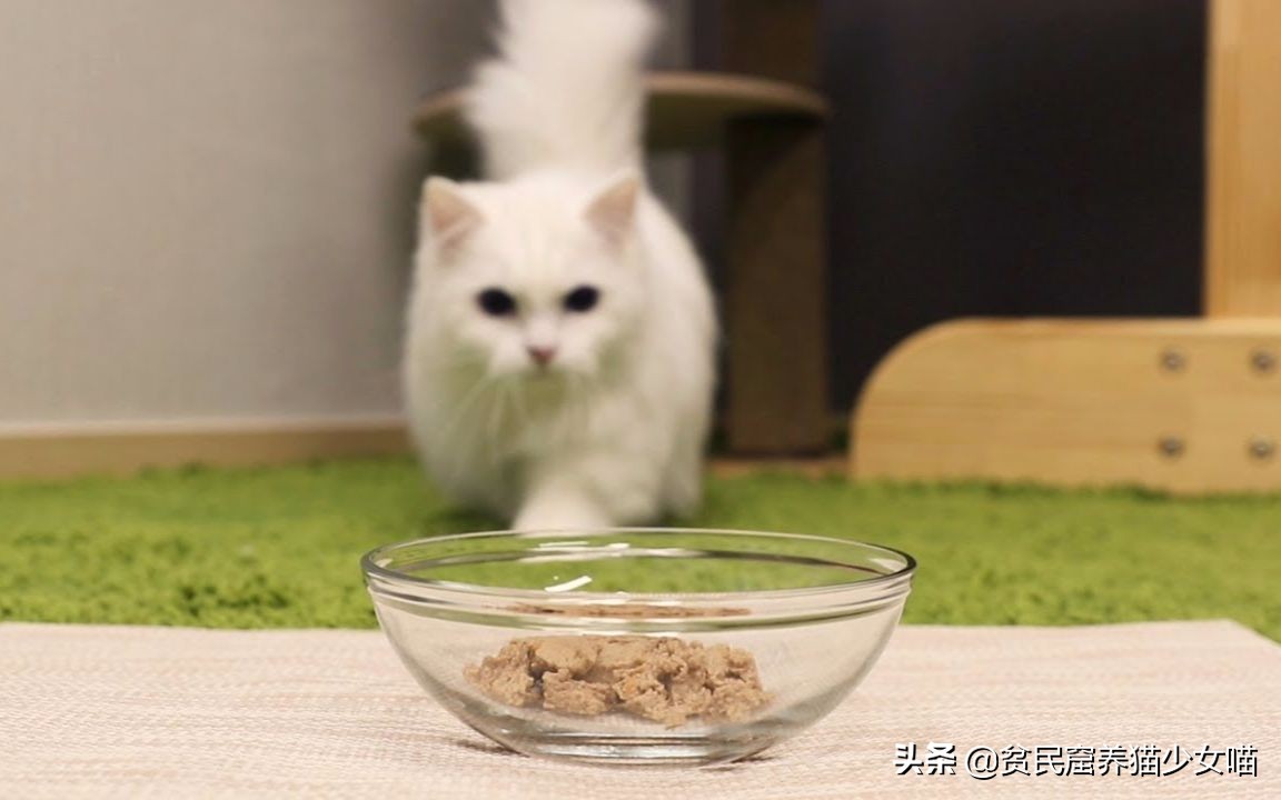 猫咪一般吃什么最好,喵星人喂食指南