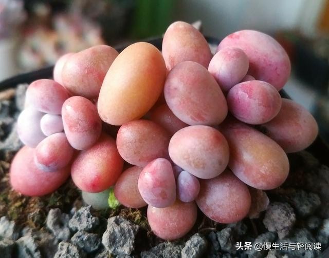 慢生活轻阅读,慢生活轻小说全集