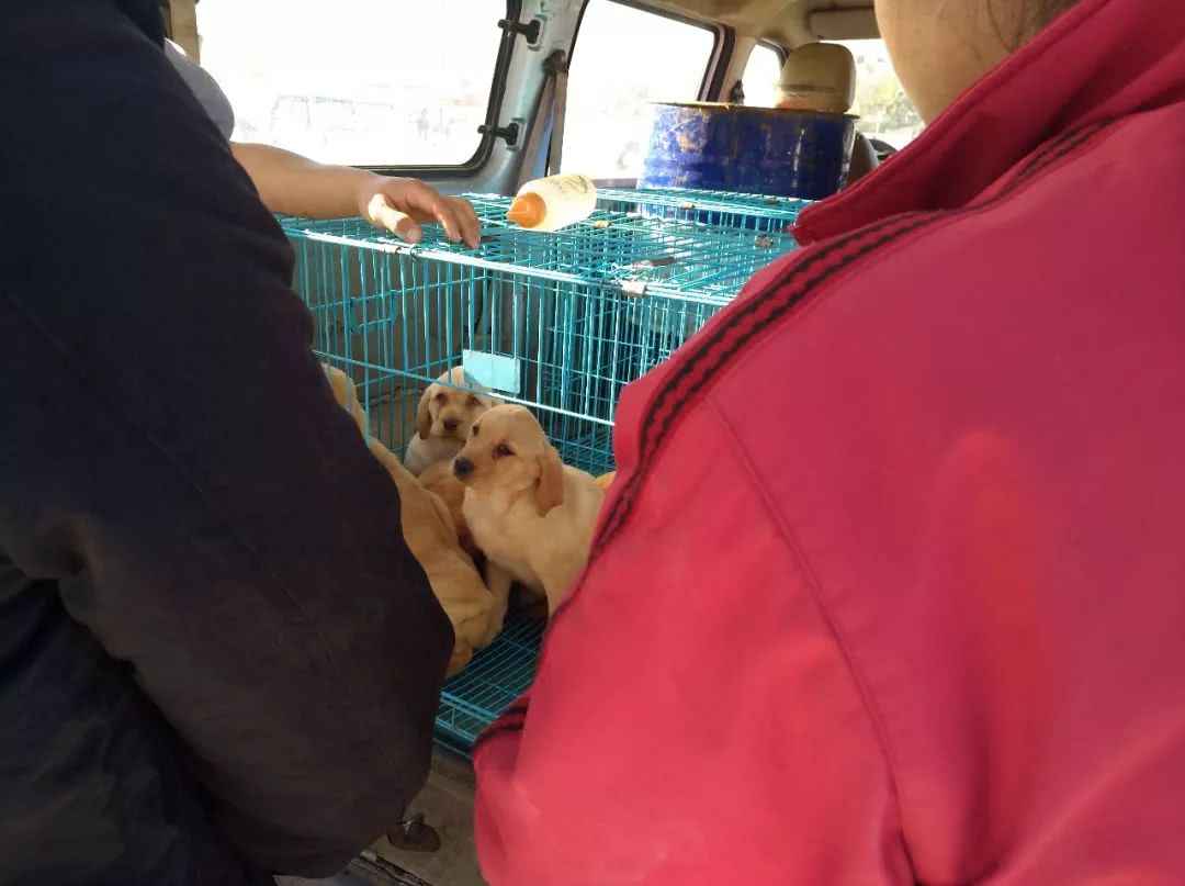 800元狗贩子,农村狗市拉布拉多350元一只