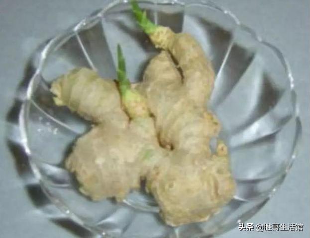 生姜发芽后要盖土吗,生姜埋土里一般多少天会发芽