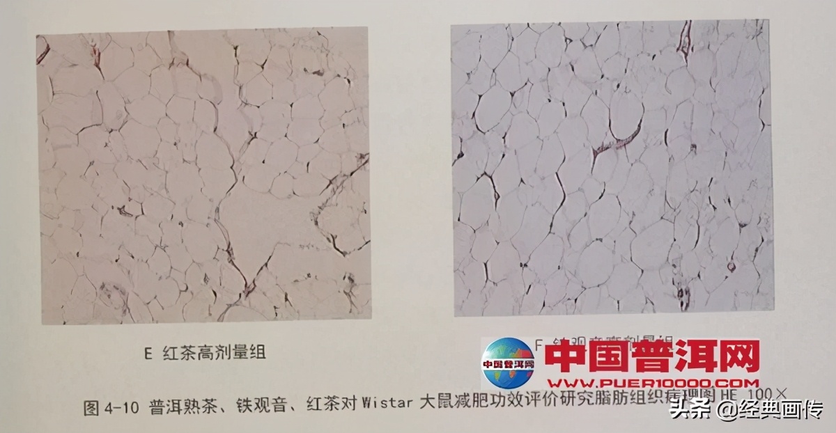 苹果普洱茶能减肥吗,普洱茶可以减肥降压