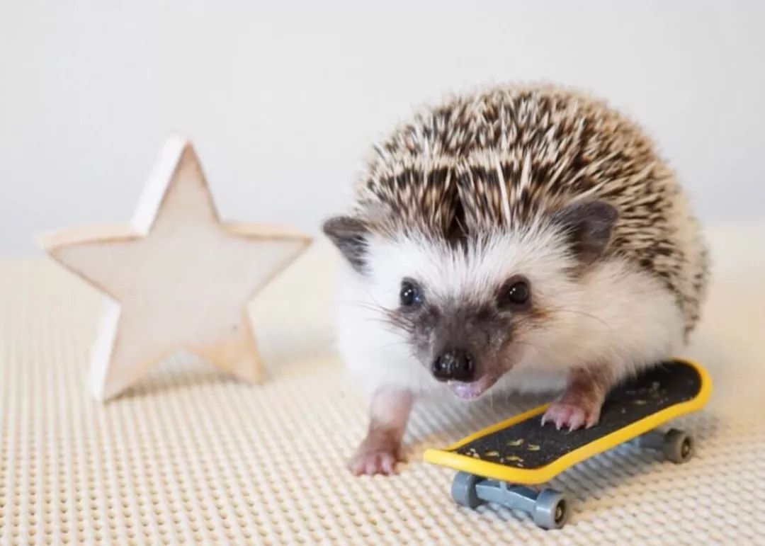 养一只戏精宠物是什么体验,养了一只小狐狸是什么体验