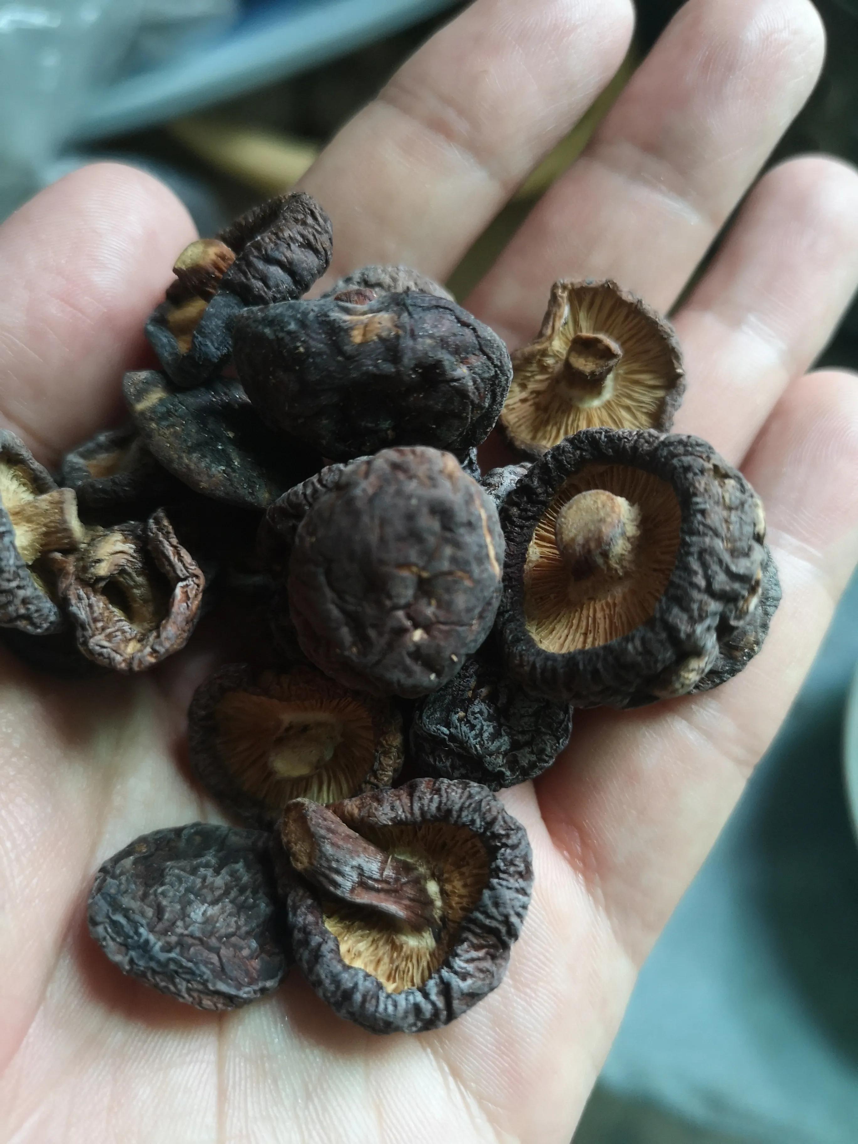 香菇虫草可以和山药一起炖鸡汤吗,秋季滋补虫草菇汤