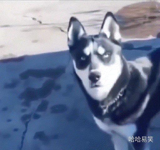 搞笑gif图来袭看一次笑一次,搞笑gif开心一刻