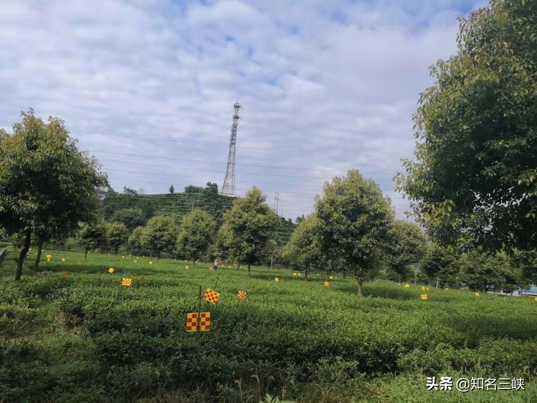 摘春茶的正确方法,又到春茶采收季