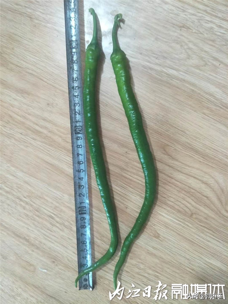 旺苍县二荆条辣椒,四川新鲜二荆条辣椒特辣