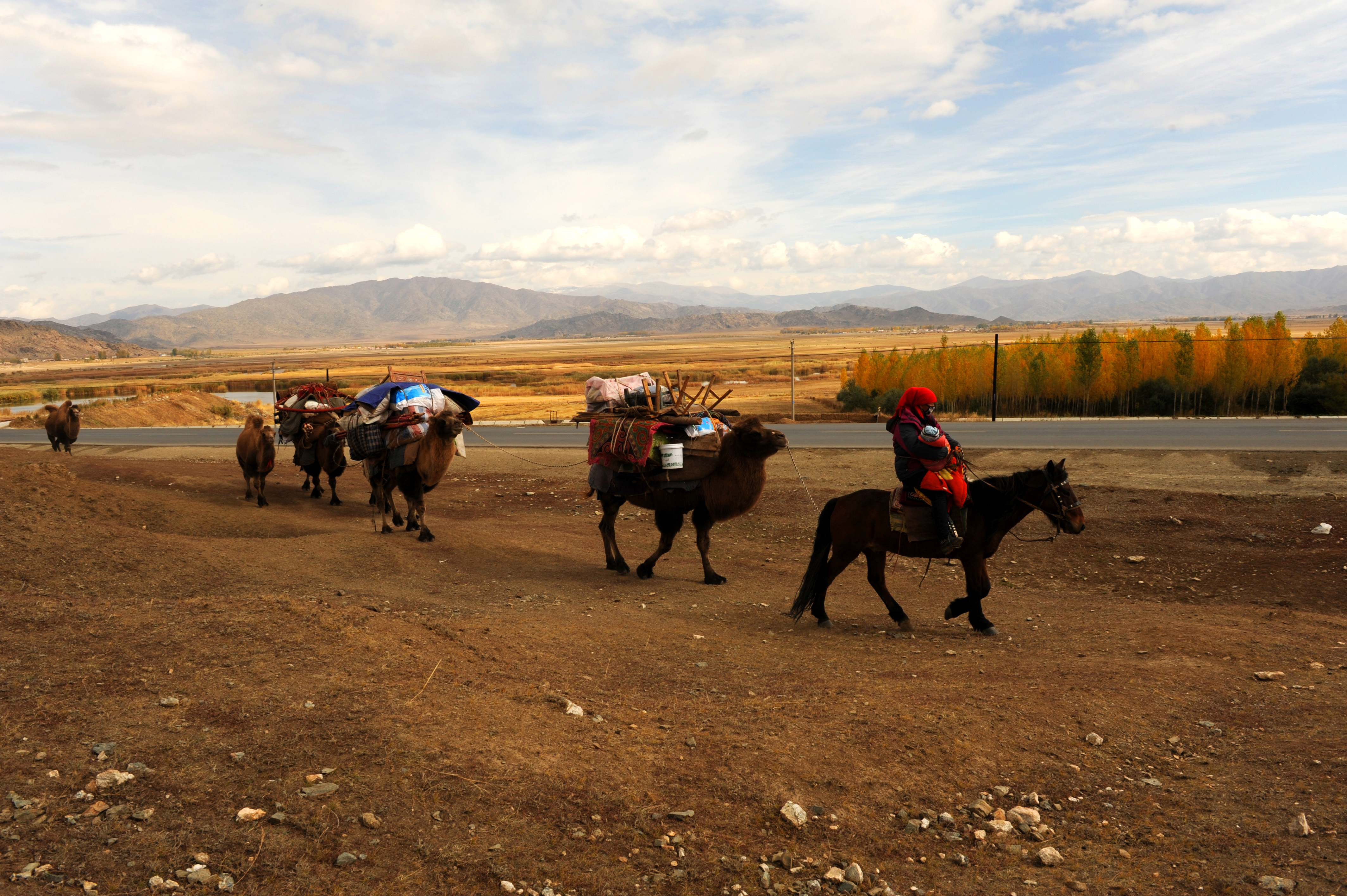 牝马的来历,牝马是骒马吗