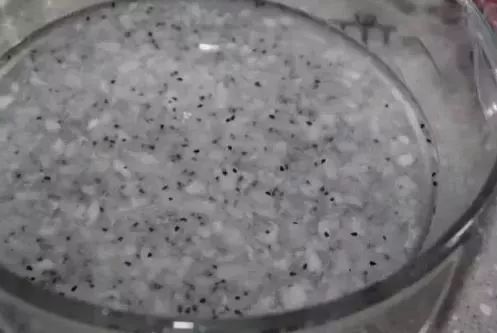 玉米棒子插水里，7天冒出小森林