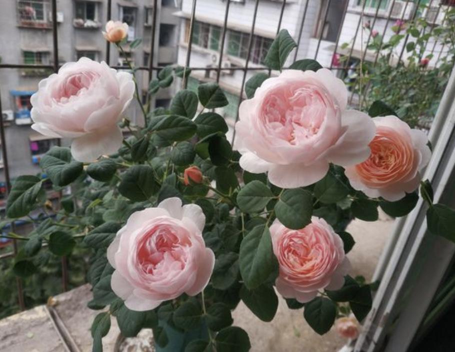 月季蚜虫怎么治才能彻底消灭,月季被红蜘蛛祸害了怎么救