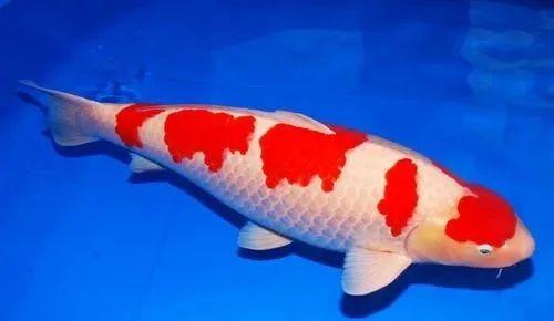 给锦鲤喂食,给锦鲤喂蔬菜好不好