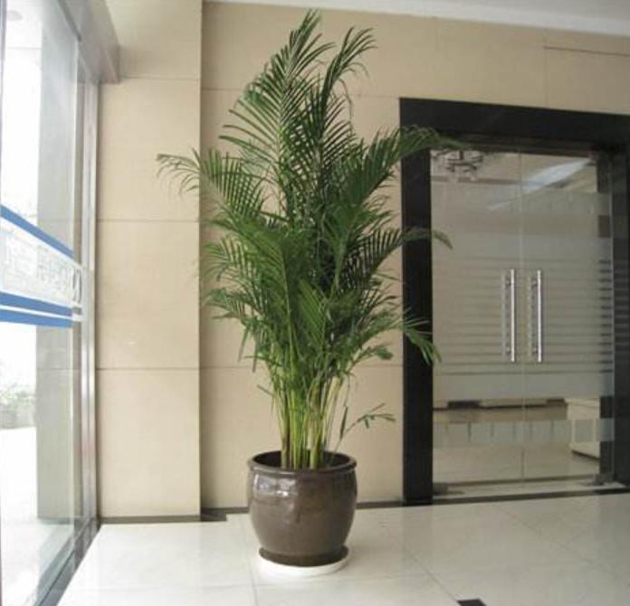 不经常浇水还去除甲醛的盆栽,什么植物去除甲醛还好养大盆