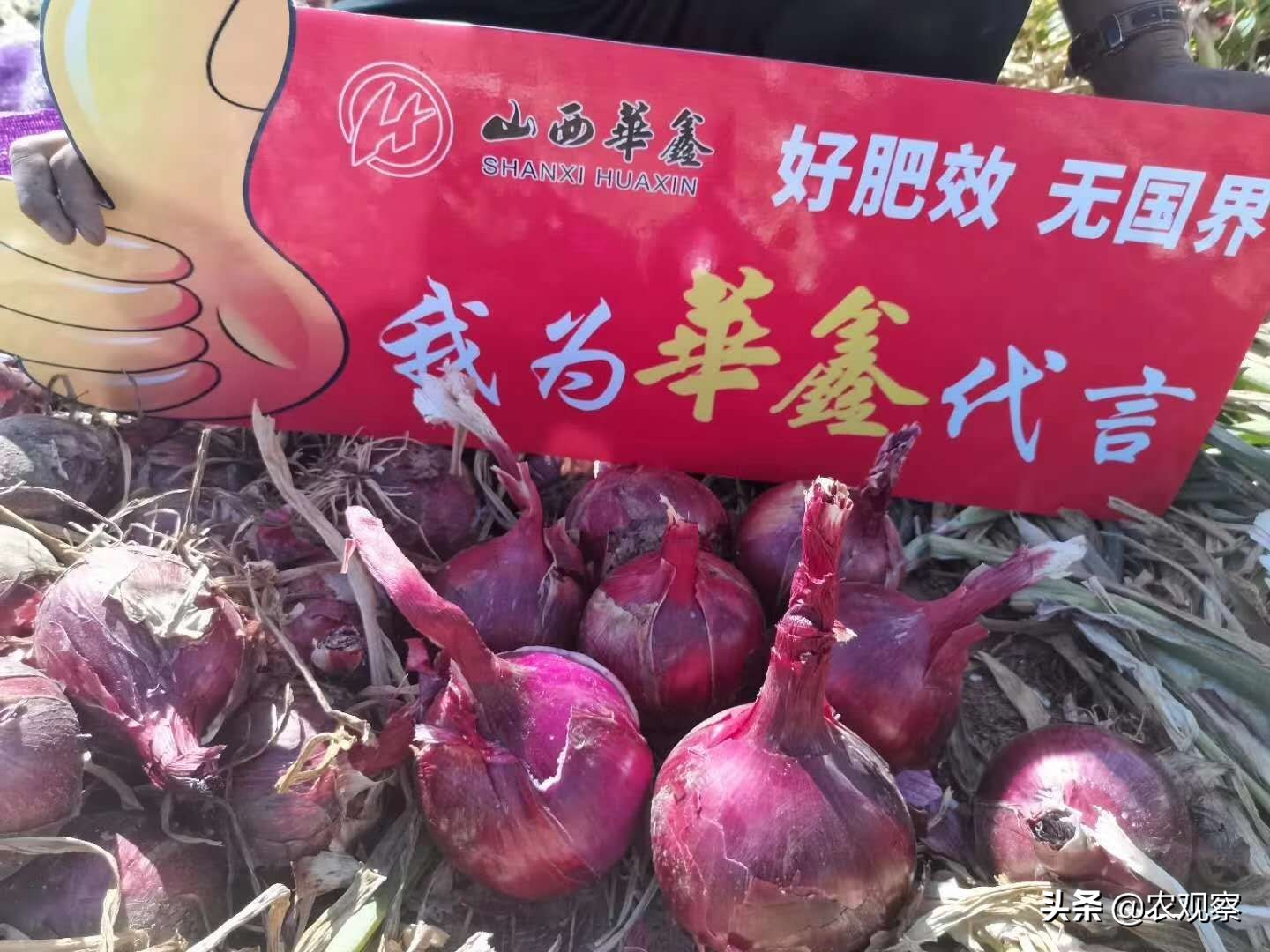 “不光品质好，产量也很高”，华鑫肥就这么牛