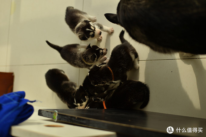 一次创世纪的生活体验—记哈士奇当妈妈