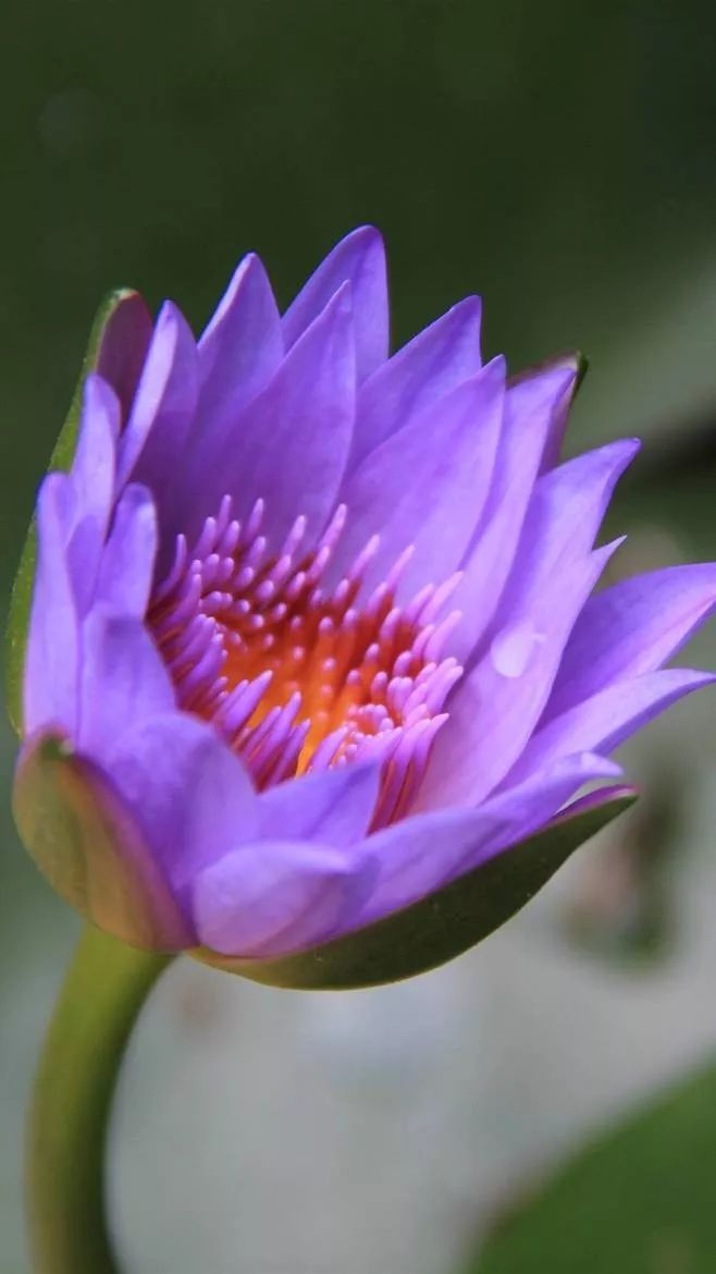 怎么养睡莲荷花,怎么养睡莲可以不让水质发臭