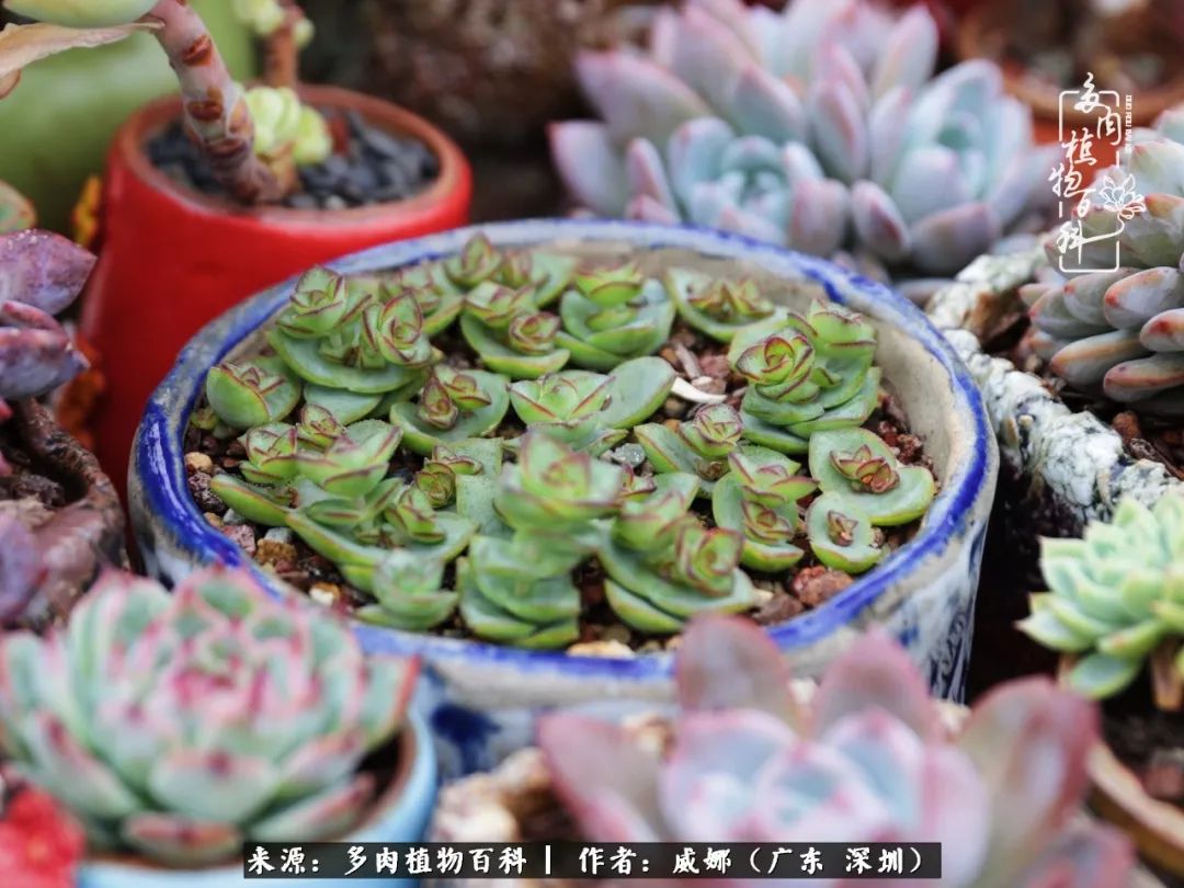 笼子里的多肉,露养的多肉和室内的多肉区别