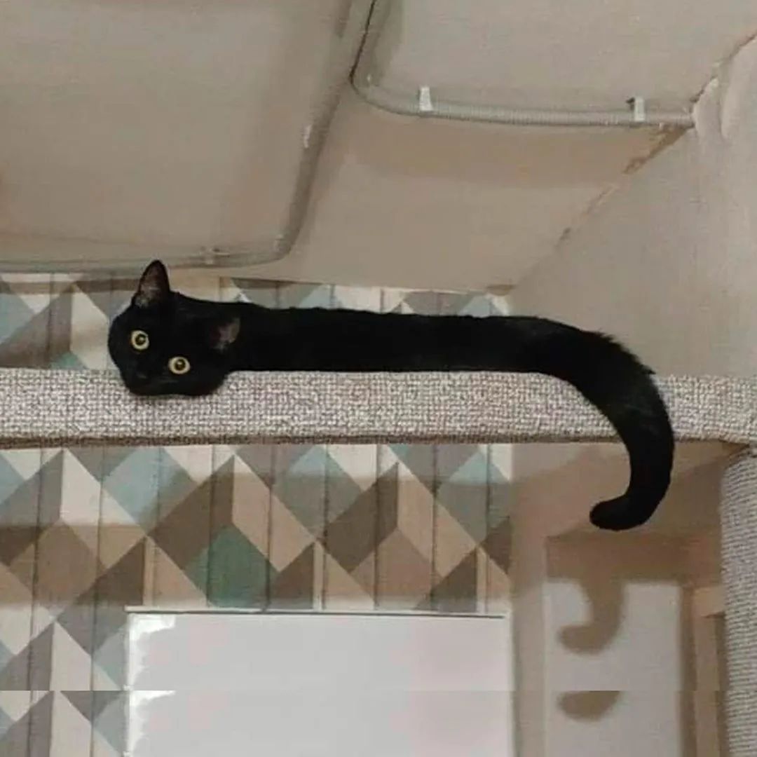 猫是一种液体吗看完长知识了,猫是液体猫咪吗