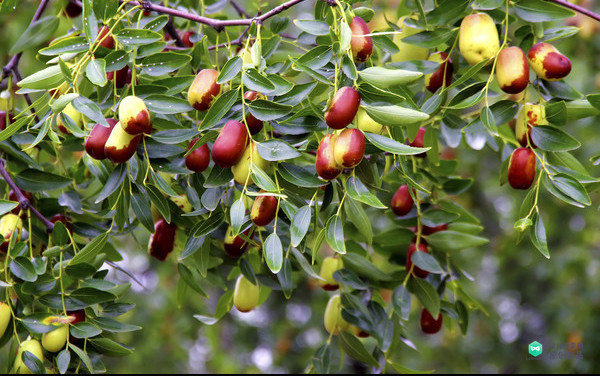 院子适合种的花和设计,庭院设计植物大全