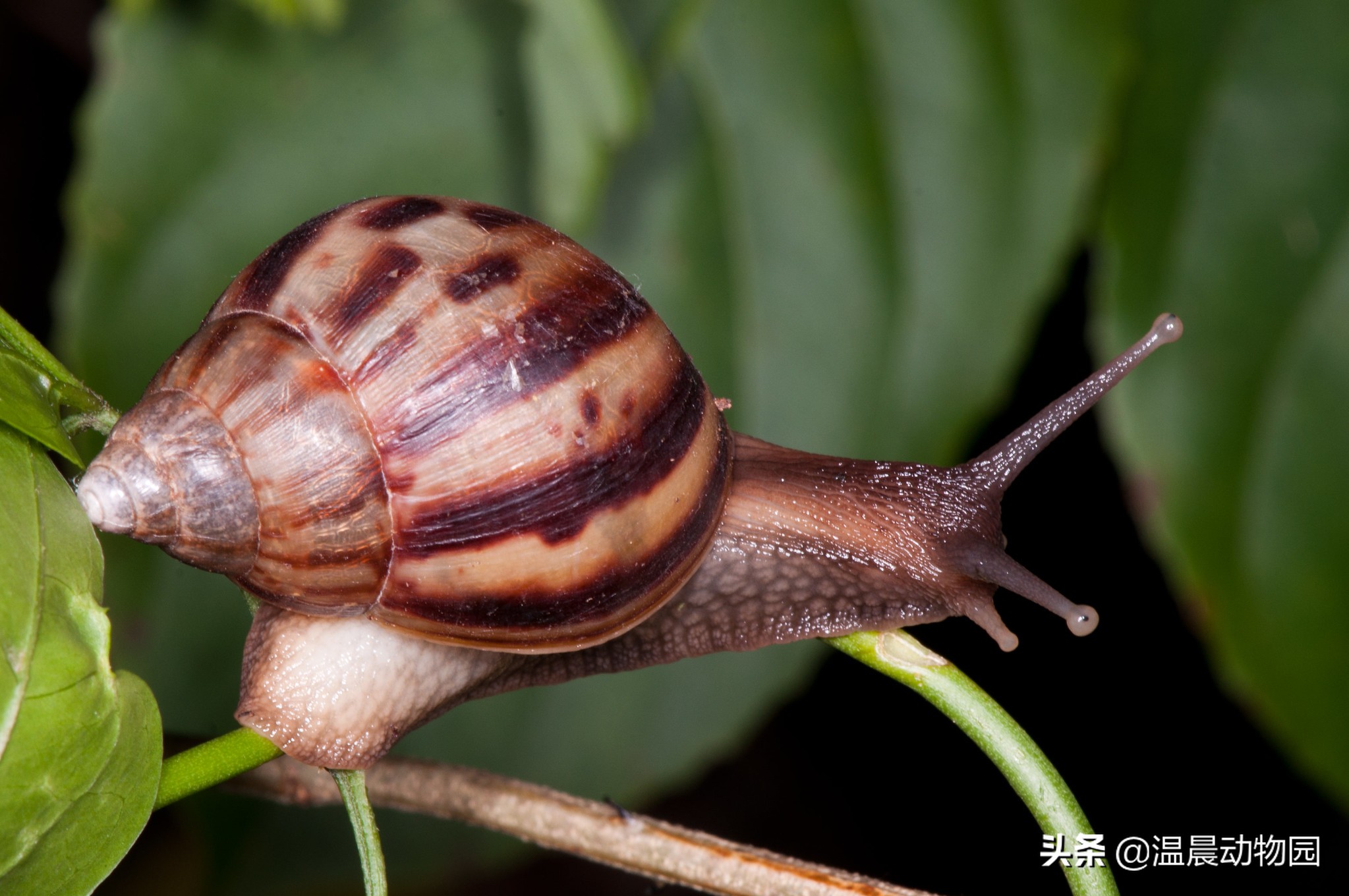 辟谣：对于泛滥成灾的非洲大蜗牛人类能吃光它们？别拿生命开玩笑