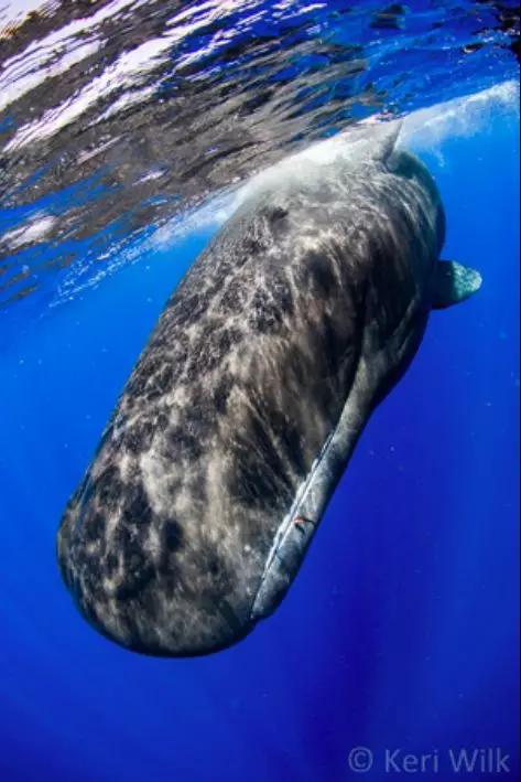 鲸鱼拉屎的过程,鲸鱼拉屎全过程