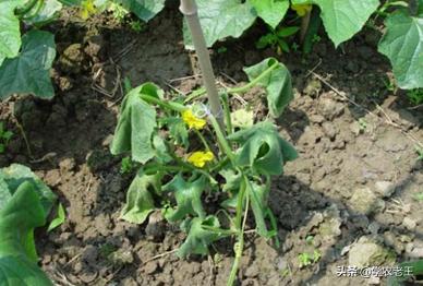 黄瓜枯萎病发病症状及解决方案,黄瓜青枯病有得治吗