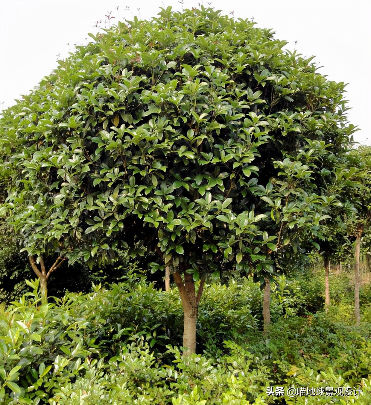 适合南方庭院种植100种花树,16种耐寒的庭院花卉植物