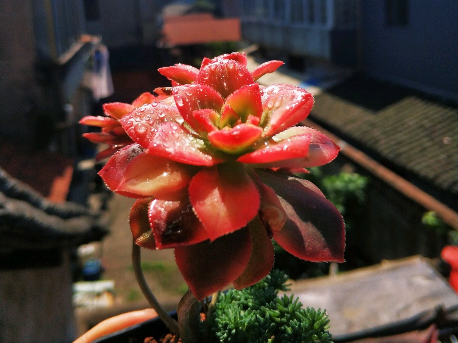 艳日辉长了很多侧芽要剪掉吗,艳日辉怎么养出状态