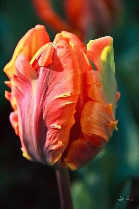 月季花的花花世界,郁金香的花海视频